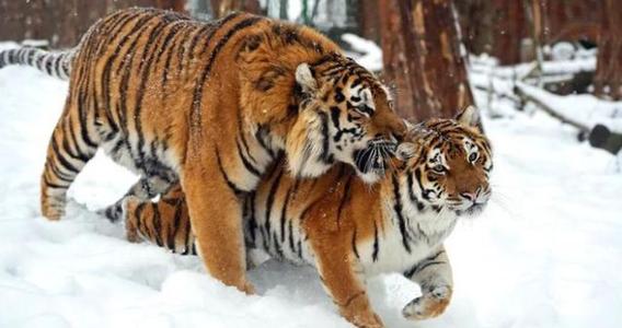 狮子和老虎有生殖隔离，为什么狮虎兽还能交配生下后代？