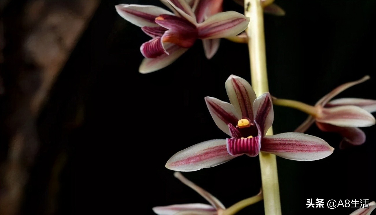 带你认识中华兰花纹瓣兰,顶级纹瓣兰图片