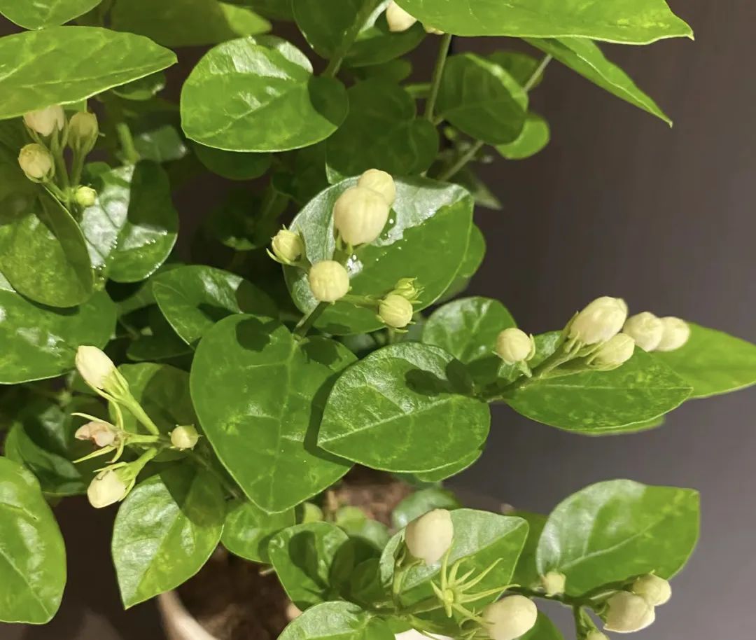 5种“爱喝醋”，6月一杯醋，黄叶不见了，开花一整年！