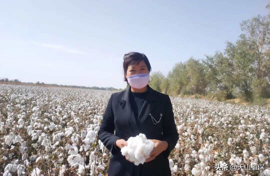 棉农不能因为一时的上涨而抱团囤棉待涨，适时卖出才是良策