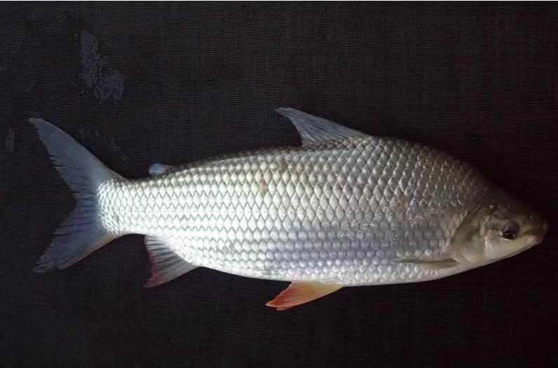 2020年禁养水产类名单,国家禁止放生的鱼类有哪些