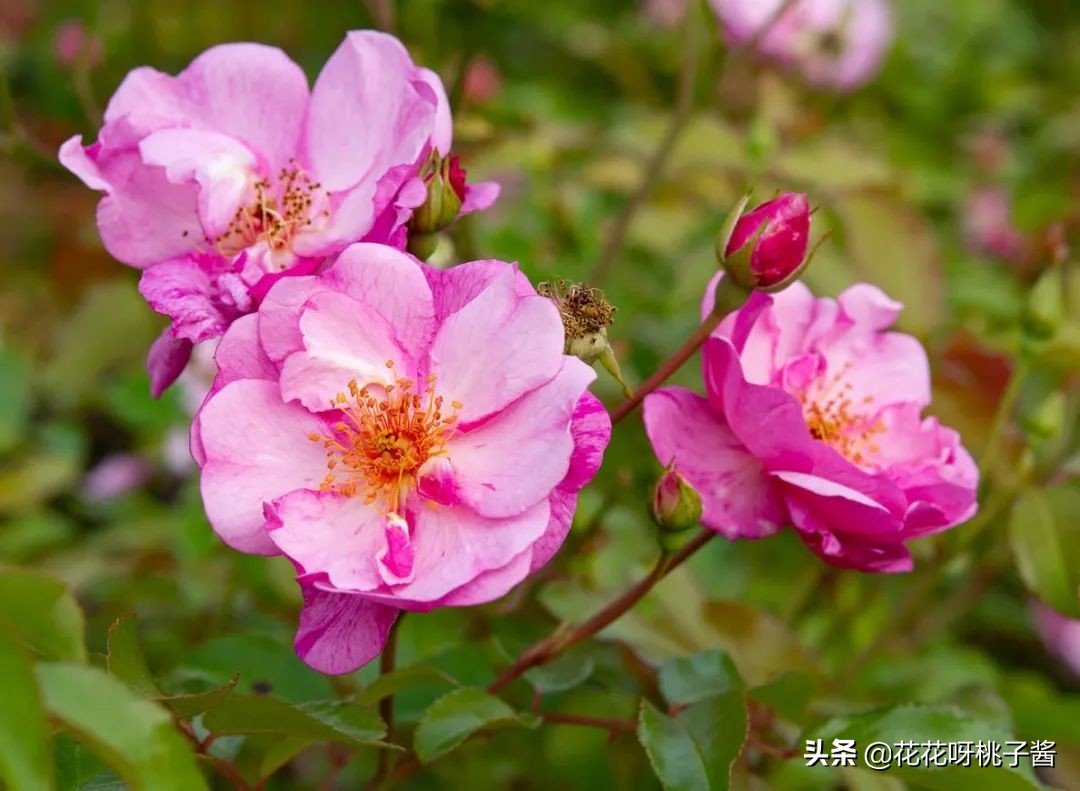 黄色月季哪个品种耐热耐晒抗病强,最耐热耐晒的切花藤本月季品种