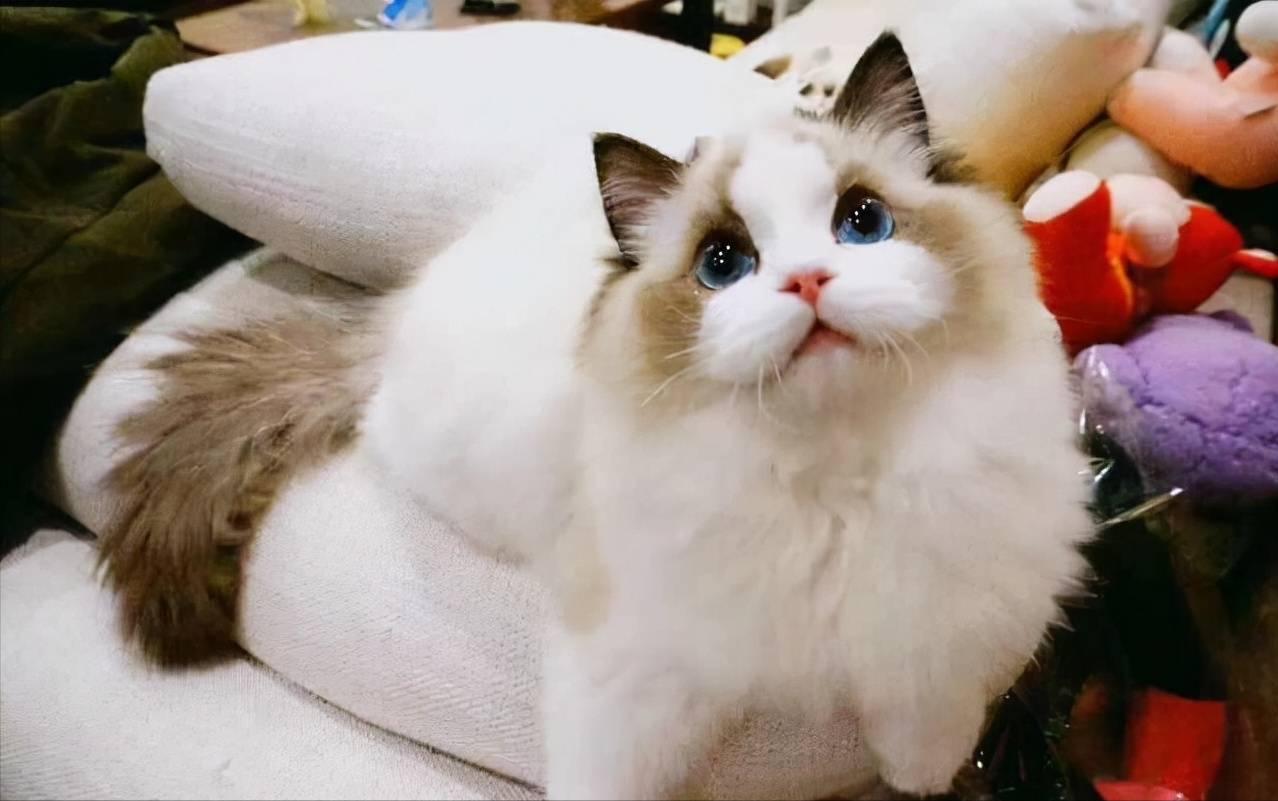 什么猫最好养而且最便宜,这几种猫没有钱别随便养