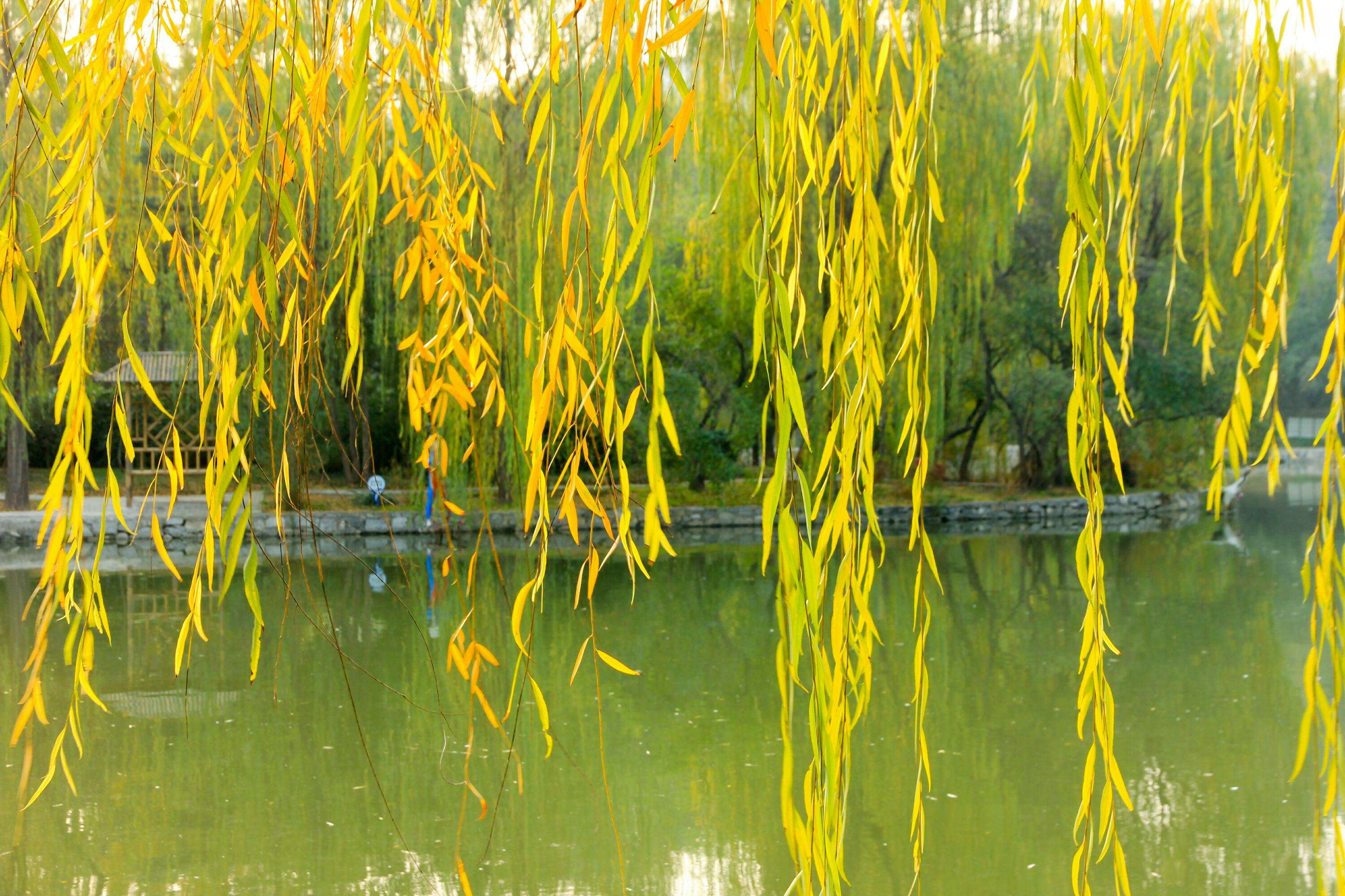 秋天的柳也有几分妖娆“栖鸦流水点秋光，爱此萧疏树几行”