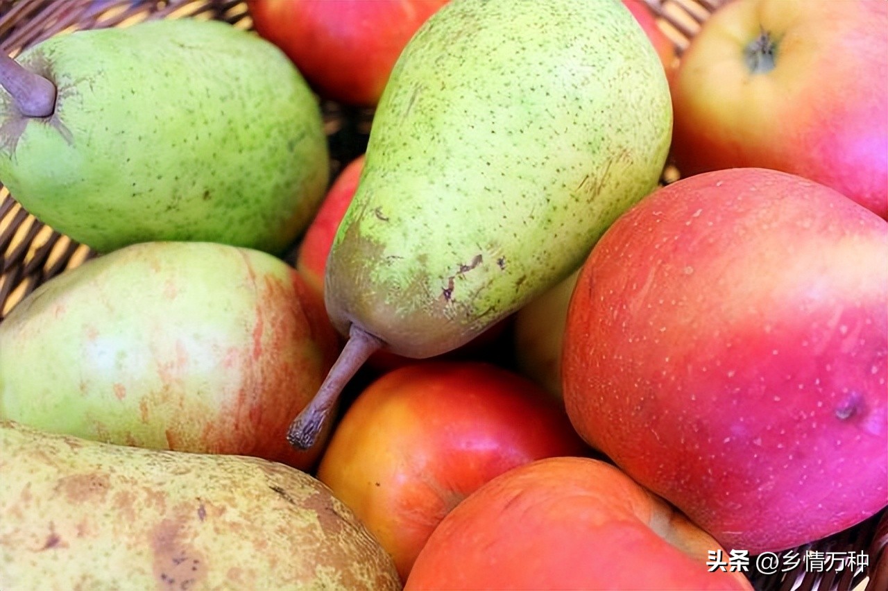 水果生长科普视频,科普水果营养成分