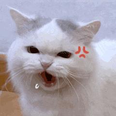 养猫不能放蟑螂药怎么办,养猫不能用的驱蚊方法