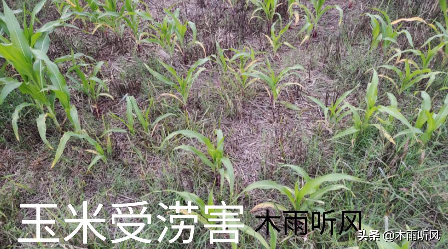 玉米苗发黄打叶面肥,玉米苗期叶面喷肥的正确方法