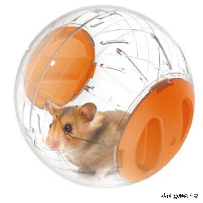 仓鼠用什么跑轮不卡脚,仓鼠不会玩跑轮还可以用什么训练