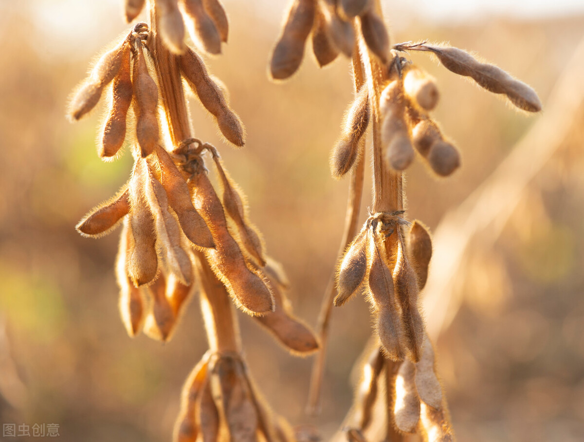 2018年8月16日大豆价格行情,10月14日大豆价格最新行情现在
