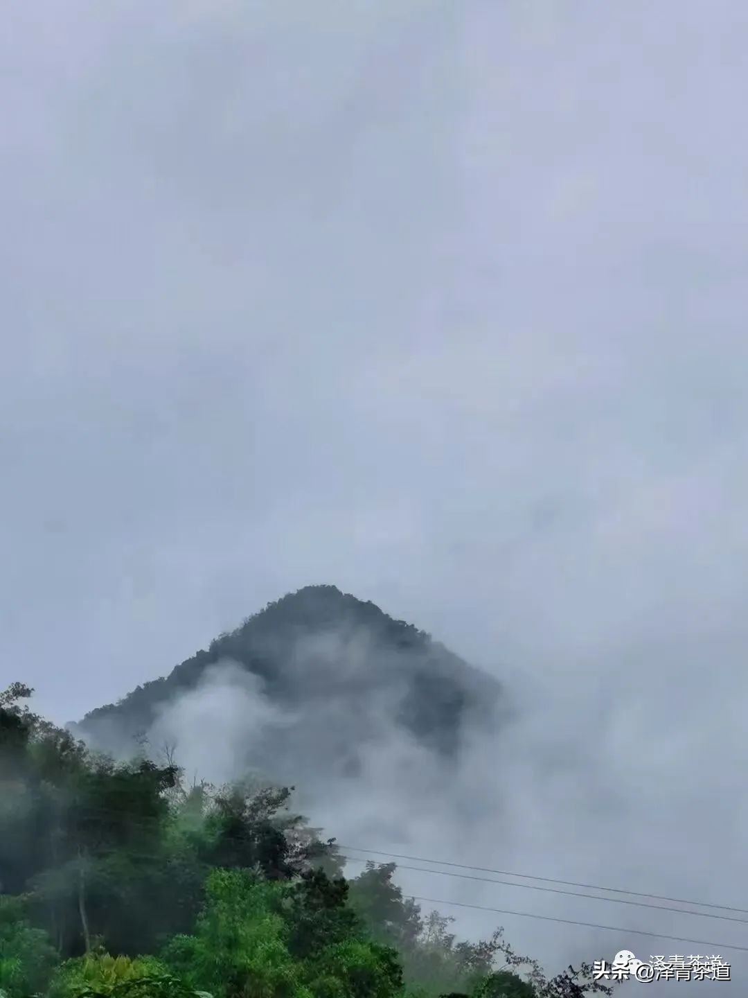 为什么茶树的南比北多,茶树生长的原因有哪些