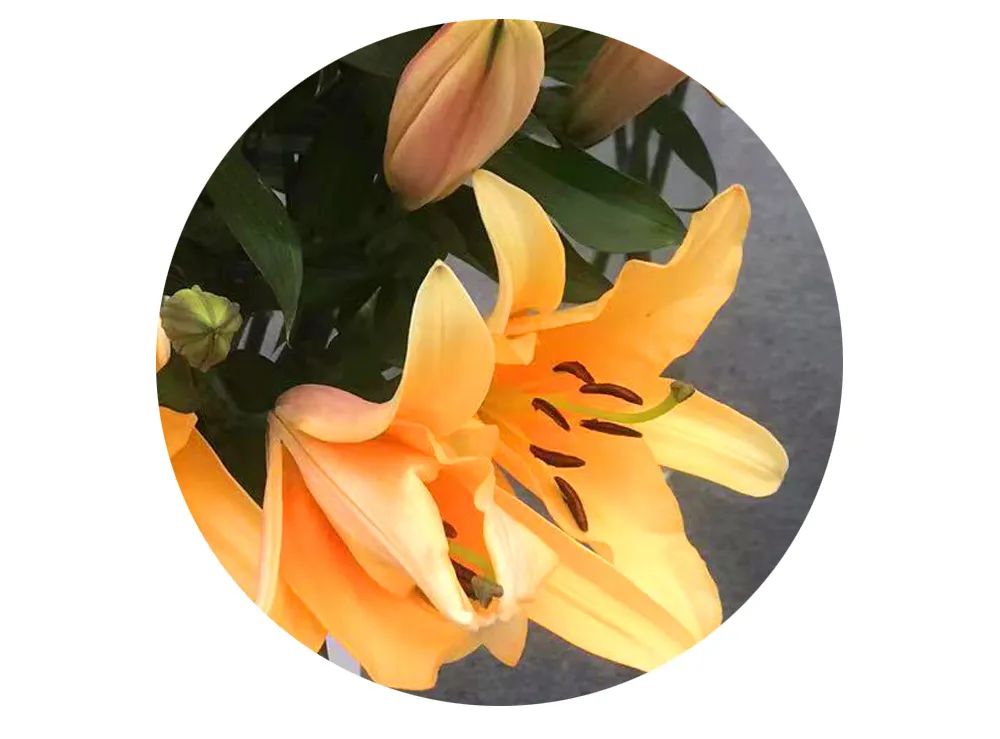 最美邂逅：百合博览园里美不胜收的名贵之花