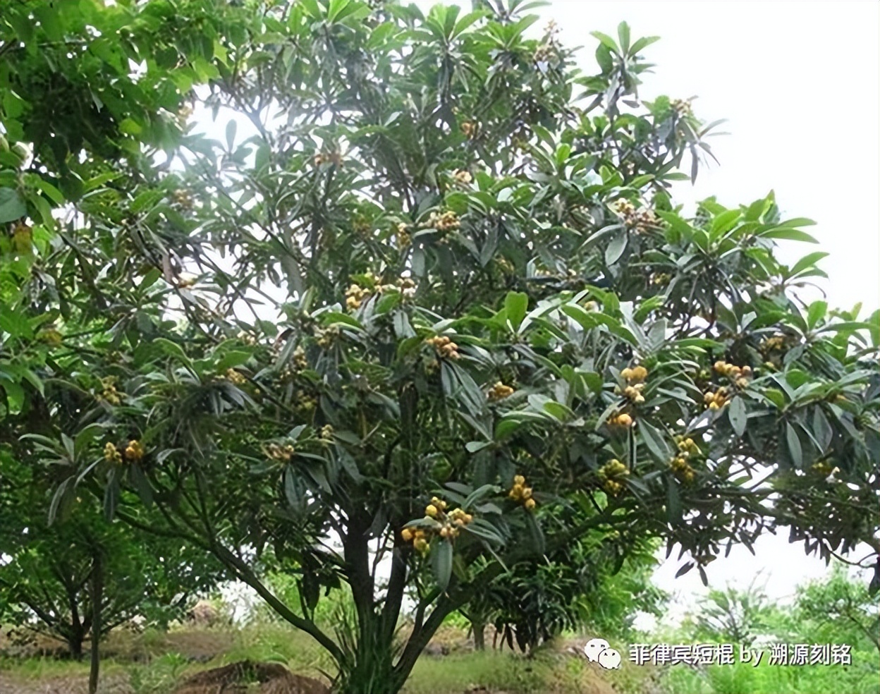 菲律宾短棍什么材质好,菲律宾短棍和中国少林棍
