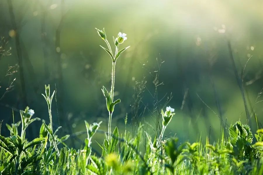赞美春草的诗句古诗大全,描写春草的诗句十首