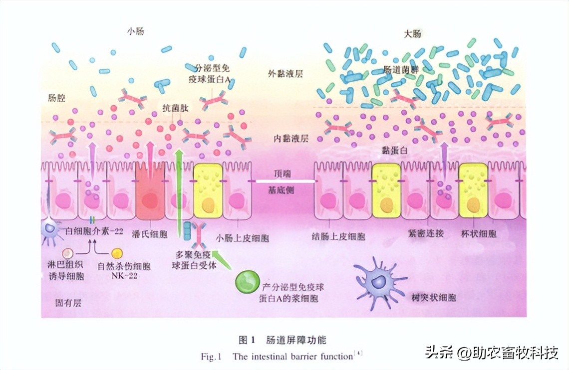 乳酸菌对猪拉稀有帮助吗,猪用乳酸菌有哪些好处