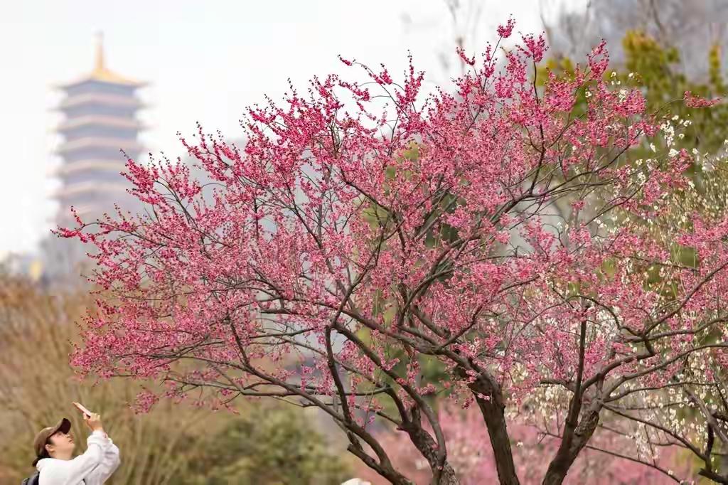 南京两日游攻略门票预约,南京两日游攻略带孩子最佳路线
