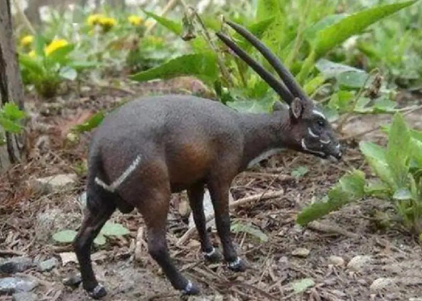 世界上最罕见的麒麟,最稀有的麒麟是谁