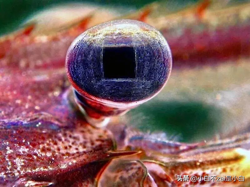 显微镜观察昆虫脸视频,昆虫在显微镜下的真正面目