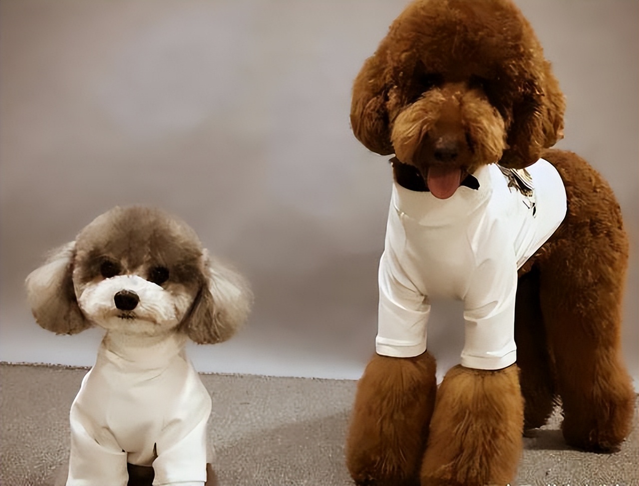 狗界寿命短的9种狗,狗狗的寿命最多能活多久