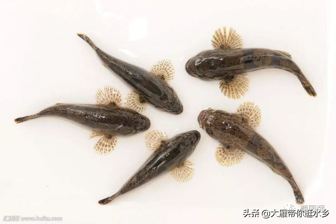 塘鳢鱼又叫什么鱼,塘鳢鱼江苏俗称