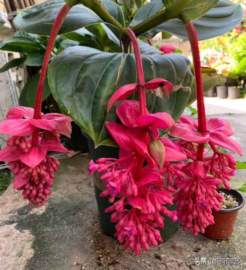 宝莲灯批发基地多少钱一盆,黄土岗宝莲灯花批发多少钱一盆