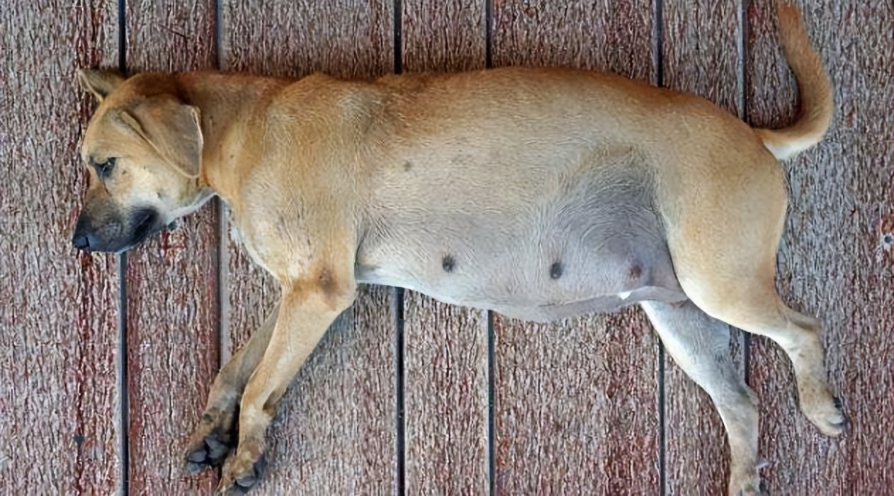 宠物狗怀孕做什么检查,宠物狗怀孕40多天了需要准备什么