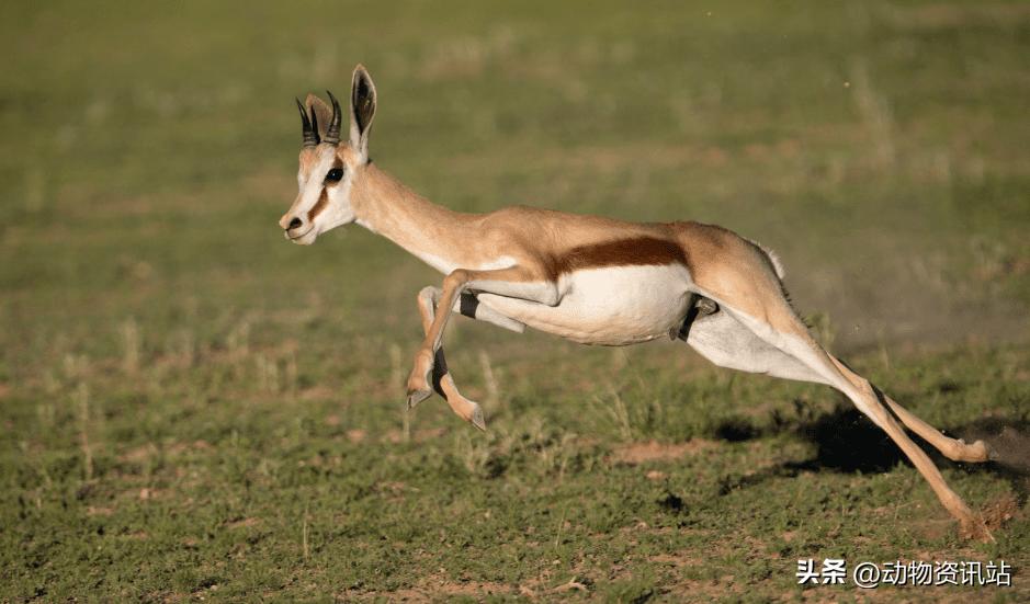 陆地动物界速度最快的动物排名,来自世界各地的动物