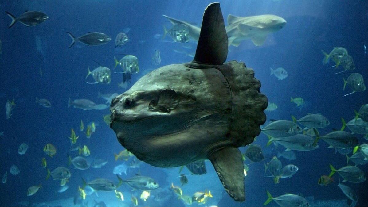 世上最萌的动物考拉,最懒的动物考拉