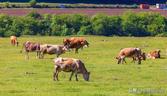 农村养牛真的不容易赚钱吗为什么,农村养牛一年一头能赚多少钱