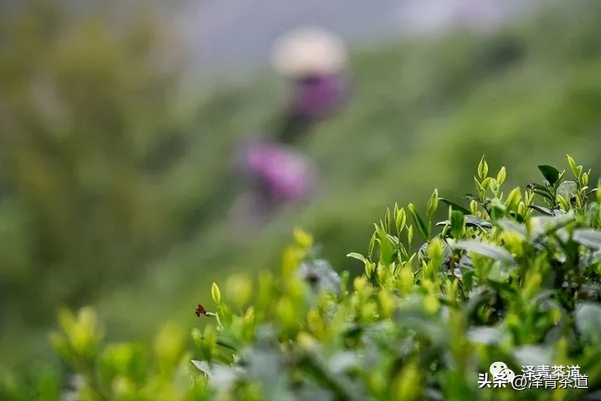 中国茶叶第一产茶大省,陕西中国茶叶第一大省