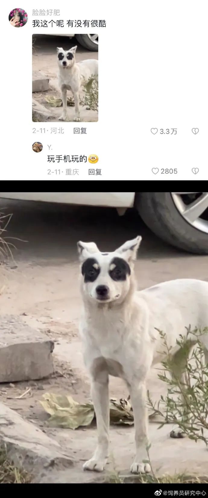 丑萌丑萌的小动物,丑陋又可爱的小动物