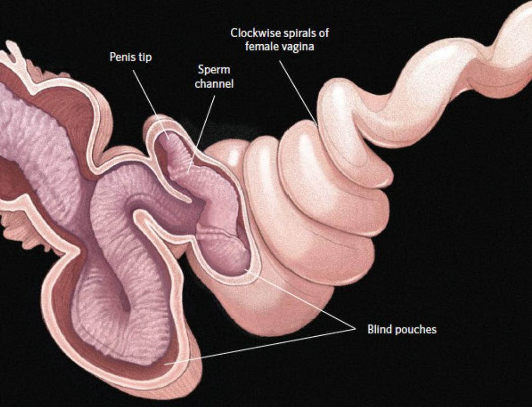 动物几个特殊的排泄器官,每种动物都有排尿系统