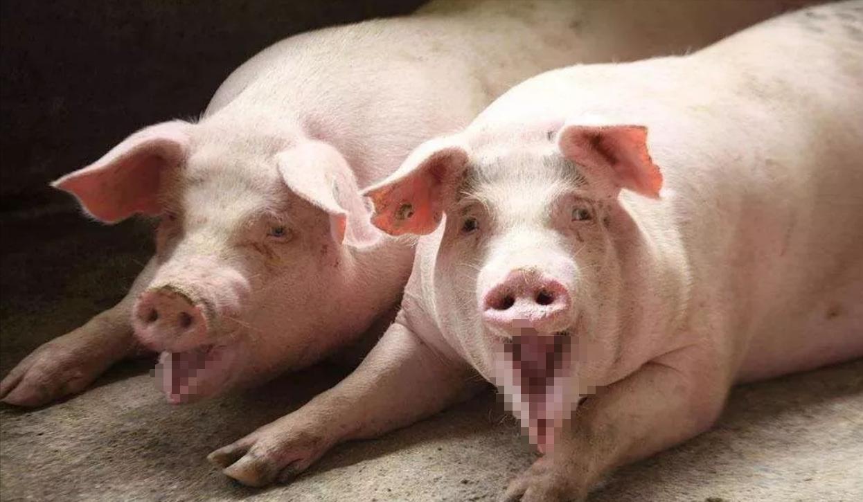 难道是象肉不好吃?大象产肉量是猪的10倍,为何却没有代替猪肉?