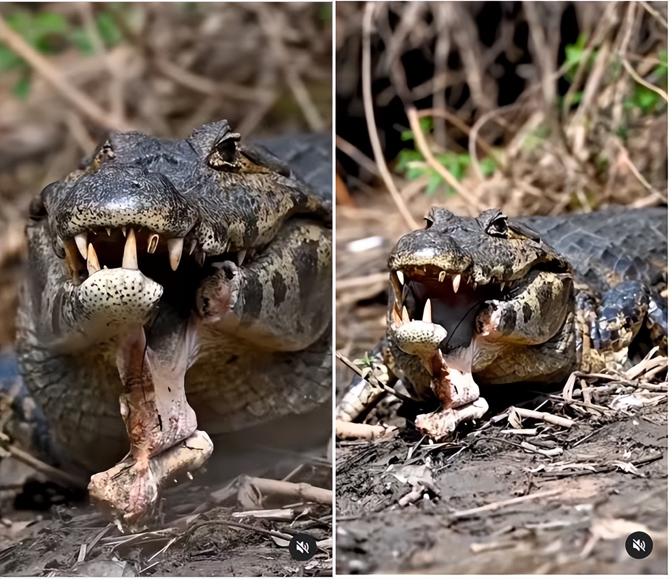 鳄鱼一口咬掉一半,鳄鱼被同类咬掉下颚