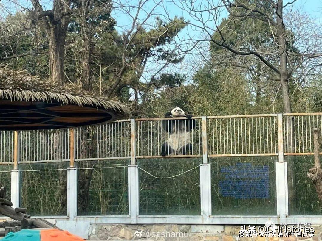 胖达在国外有多受欢迎？日本哭泣相送，比利时差点分裂？