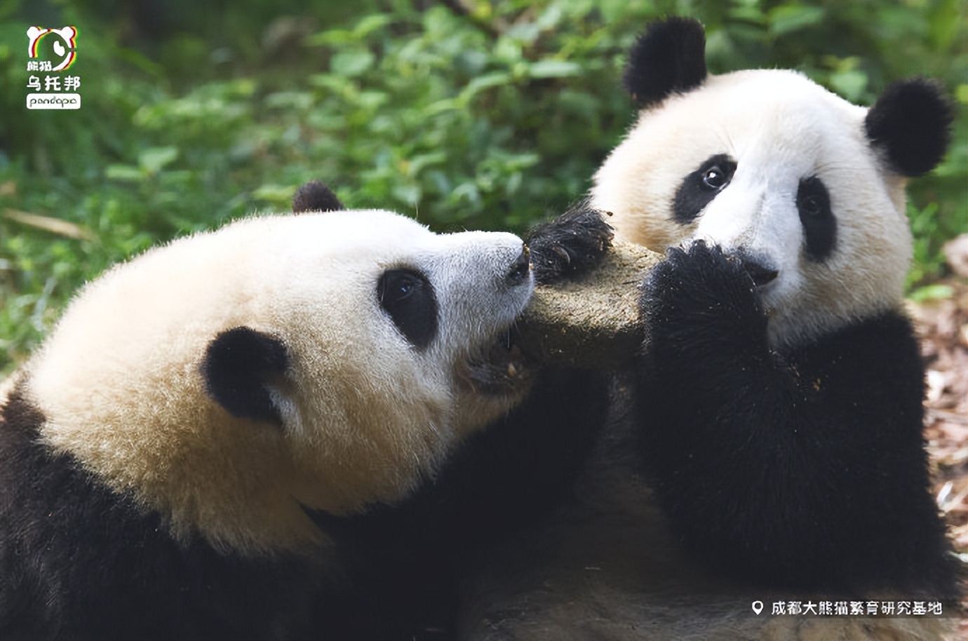 花花：接住谭爷爷给的小苹果，仿佛接住了整个世界。