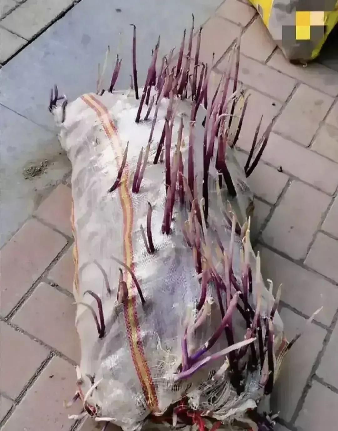 你爸高兴不高兴我不知道，你爸的七匹狼腰带该会很快乐又有肉吃了