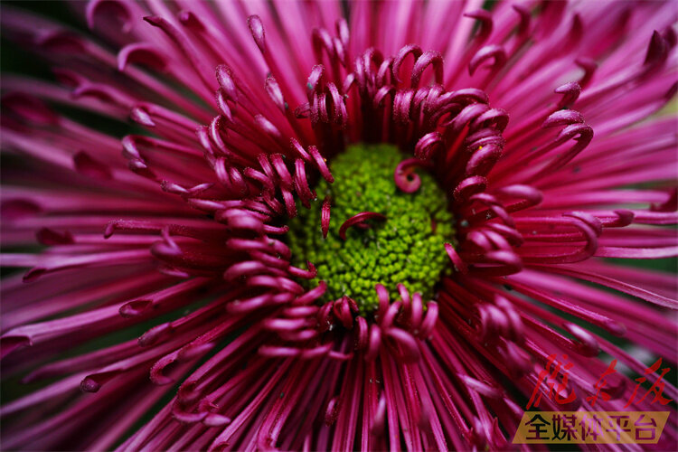 寒花已开尽菊蕊独盈枝的意思,寒花开已尽菊蕊独盈枝杜甫