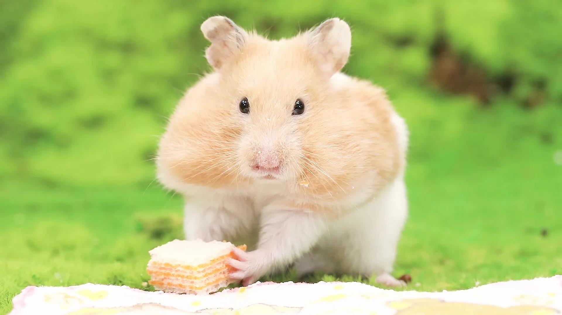 二只仓鼠的日常生活,仓鼠二三事作文600字初一