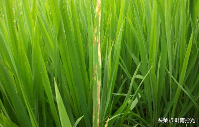 噻呋酰胺主要治作物啥病,噻呋酰胺能治哪些病害