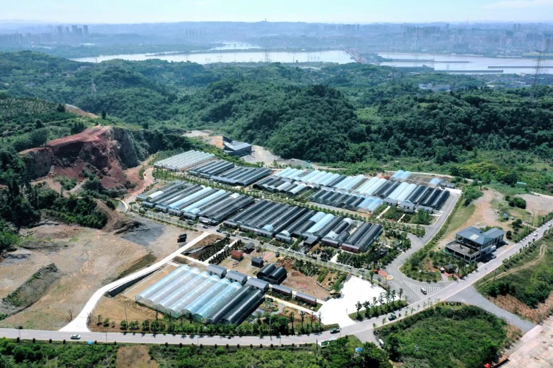 昔日采石场“长”出花木城