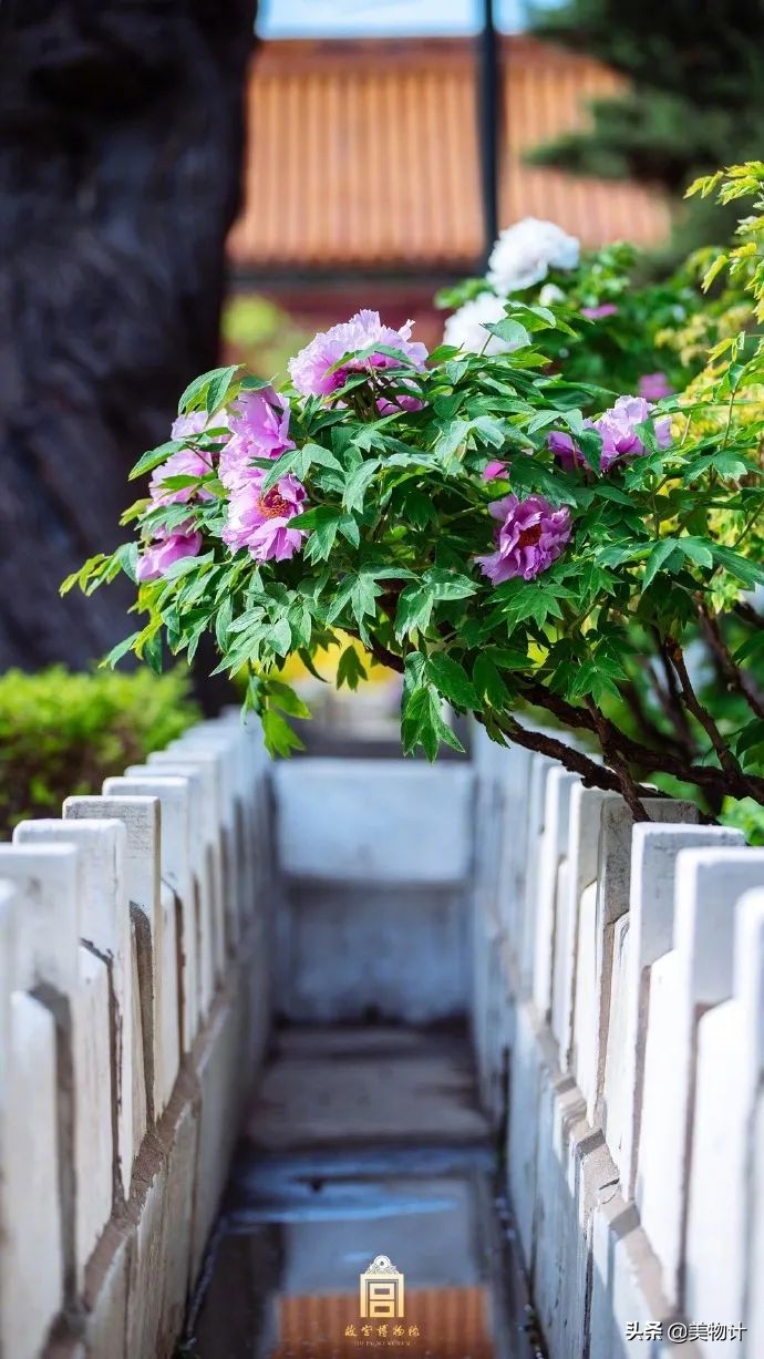 愿五月平安顺利开心,愿五月一切平安顺遂