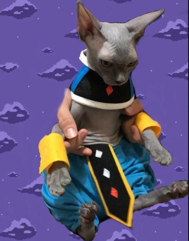 斯芬克斯猫模仿比鲁斯,斯芬克斯猫比鲁斯大人