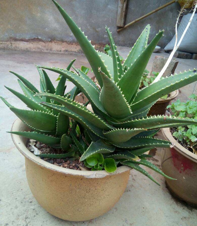 喜欢养花的人更养人,喜欢养花的能不能养猫