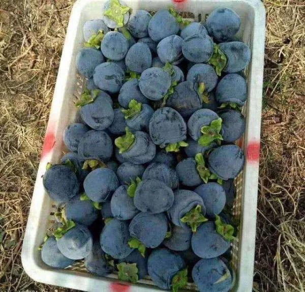 100多种罕见水果欣赏,100种罕见水果名字