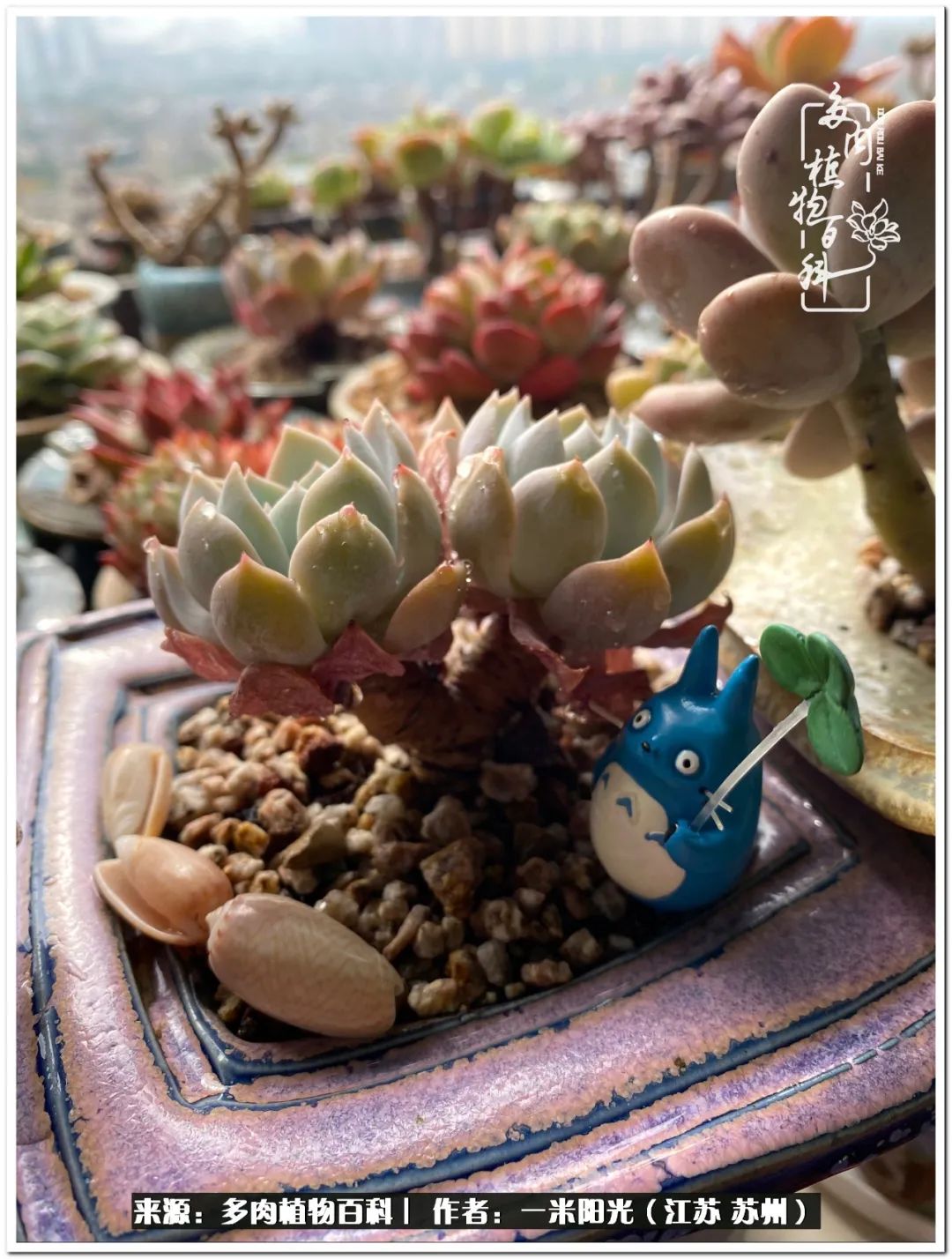 幸福就是珍惜当下所拥有的,珍惜当下所拥有的才是幸福的