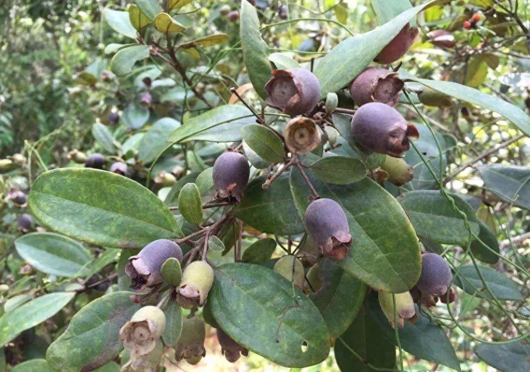 桃金娘果清远,清远桃金娘