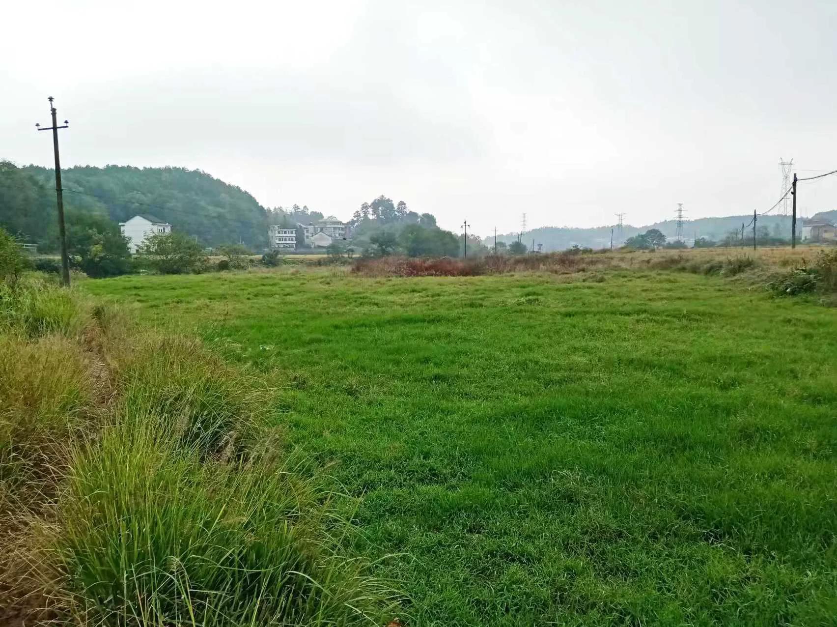 乡情的散文大全,乡情散文外婆的心上人