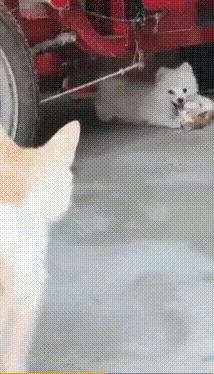 switch王国之泪和新switch,switch主机更新了王国之泪