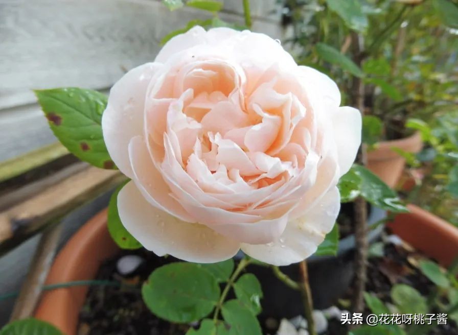 花期特别短暂开放好看的粉色月季,粉色可爱融化你的少女心月季