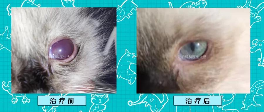 猫咪眼球受伤内出血全红了,猫咪眼球红肿充血怎么办